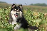 CHIEN FINNOIS DE LAPONIE 641